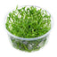 LILAEOPSIS - FISH HUT AQUA AND PET SUPPLIES - #location#