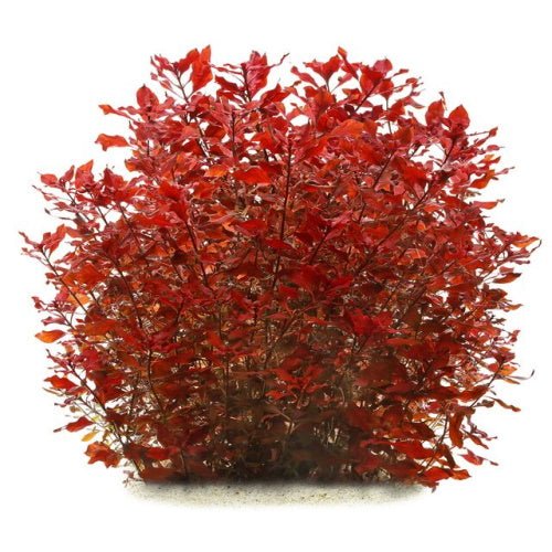 Ludwigia Super Red Mini - FISH HUT AQUA AND PET SUPPLIES - #location#