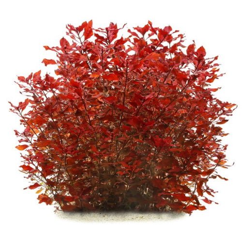 Ludwigia Super Red Mini - FISH HUT AQUA AND PET SUPPLIES - #location# Main image