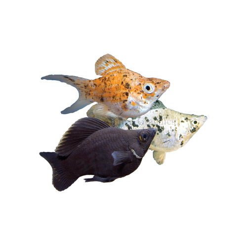 MOLLIES - ASSORTED - FISH HUT AQUA AND PET SUPPLIES - #location# Main image