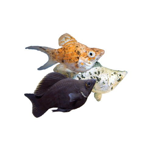 MOLLIES - ASSORTED - FISH HUT AQUA AND PET SUPPLIES - #location#