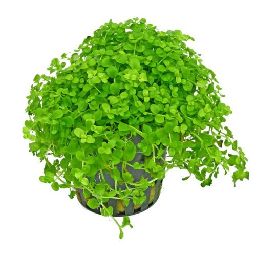 Monte Carlo - Carpeting Plant - FISH HUT AQUA AND PET SUPPLIES - #location# Main image