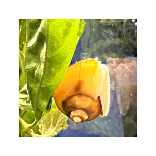 MYSTERY SNAIL GOLD - FISH HUT AQUA AND PET SUPPLIES - #location# Main image