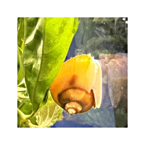 MYSTERY SNAIL GOLD - FISH HUT AQUA AND PET SUPPLIES - #location#