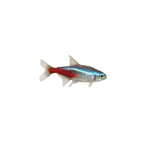 NEON TETRAS - FISH HUT AQUA AND PET SUPPLIES - #location# Main image