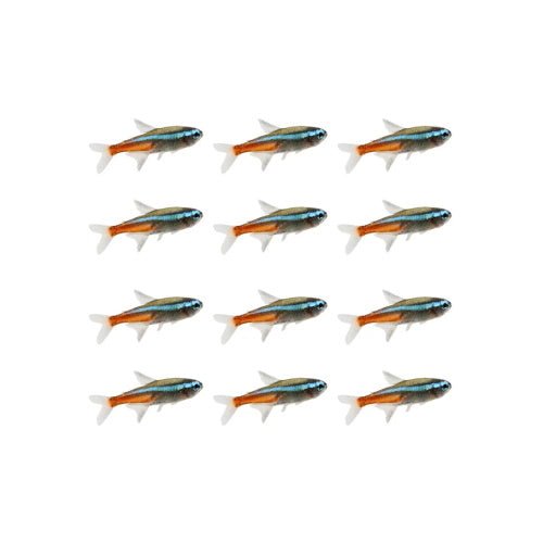 Neon Tetra - Buy 10 Get 2 Free Secondary image