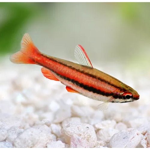 PENCIL FISH - RED - FISH HUT AQUA AND PET SUPPLIES - #location#