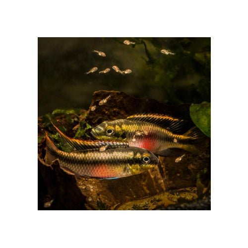 RAINBOW KRIBENSIS CICHLIDS - FISH HUT AQUA AND PET SUPPLIES - #location#