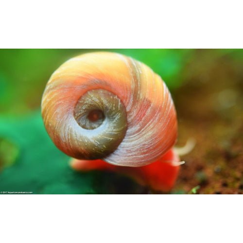 RAMSHORN SNAIL X 5 - FISH HUT AQUA AND PET SUPPLIES - #location# Main image