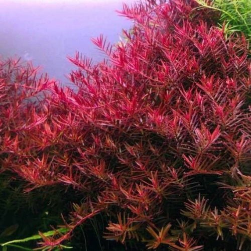 Rotala BloodII (Blood Red) - FISH HUT AQUA AND PET SUPPLIES - #location#