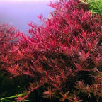 Rotala BloodII (Blood Red) - FISH HUT AQUA AND PET SUPPLIES - #location#