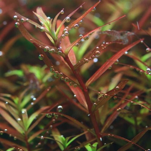 Rotala Colorata - FISH HUT AQUA AND PET SUPPLIES - #location#
