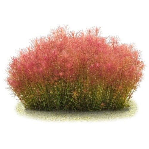 Rotala Wallichi - FISH HUT AQUA AND PET SUPPLIES - #location#