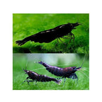 SHRIMP MYSTERY BOX - FISH HUT AQUA AND PET SUPPLIES - #location#