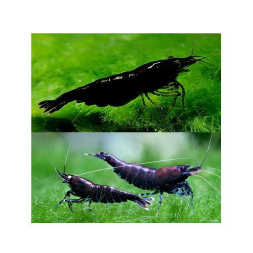SHRIMPS BLUE BLACK - FISH HUT AQUA AND PET SUPPLIES - #location# Main image