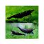 SHRIMPS BLUE BLACK - FISH HUT AQUA AND PET SUPPLIES - #location#