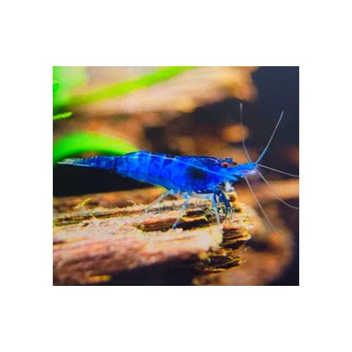 SHRIMPS BLUE DREAMS - FISH HUT AQUA AND PET SUPPLIES - #location# Main image