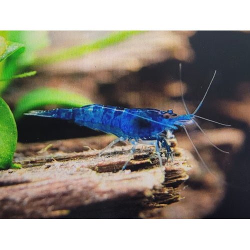 SHRIMPS BLUE DREAMS - FISH HUT AQUA AND PET SUPPLIES - #location#