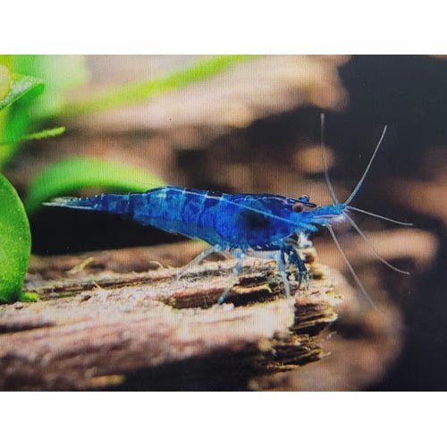 Shrimps Blue Dreams (Buy 8, get 2 Free) Secondary image