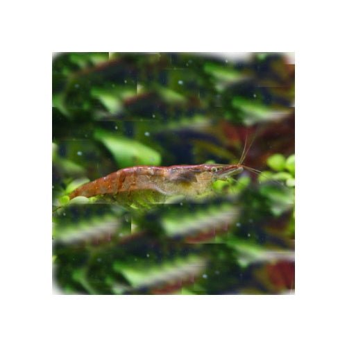SHRIMPS CHAMELLEON Secondary image