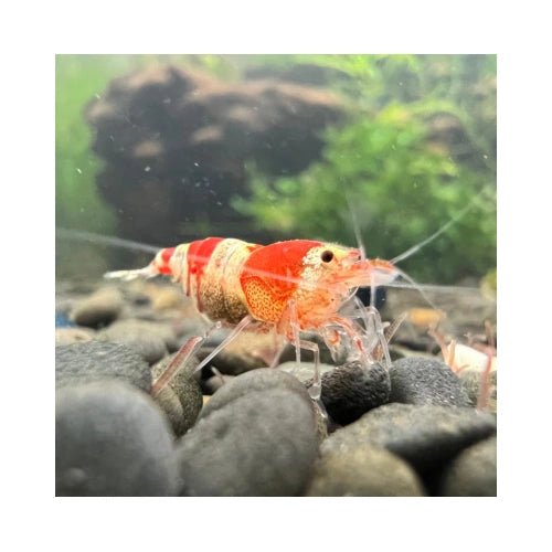 SHRIMPS CRYSTAL RED - FISH HUT AQUA AND PET SUPPLIES - #location#