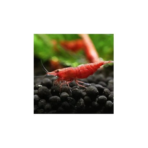 SHRIMPS FIRE REDS - FISH HUT AQUA AND PET SUPPLIES - #location# Main image