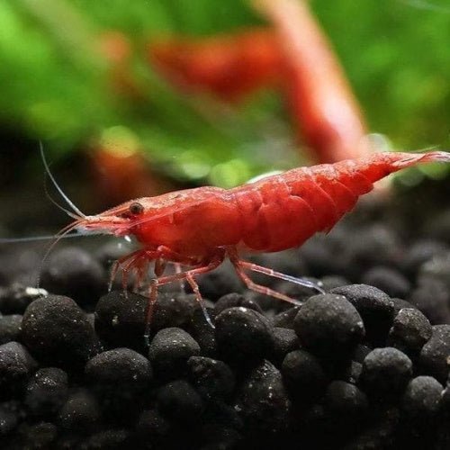 Fire Red Cherry Shrimp (Buy 5 Get 1 Free) Secondary image