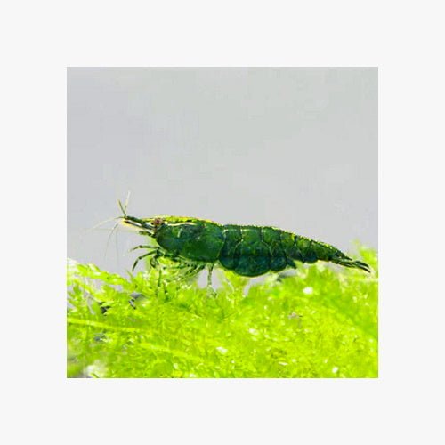 SHRIMPS GREEN JADE - HIGH GRADE - FISH HUT AQUA AND PET SUPPLIES - #location# Main image