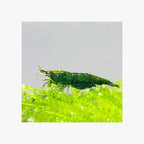 SHRIMPS GREEN JADE - HIGH GRADE - FISH HUT AQUA AND PET SUPPLIES - #location#
