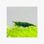 SHRIMPS GREEN JADE - HIGH GRADE - FISH HUT AQUA AND PET SUPPLIES - #location#