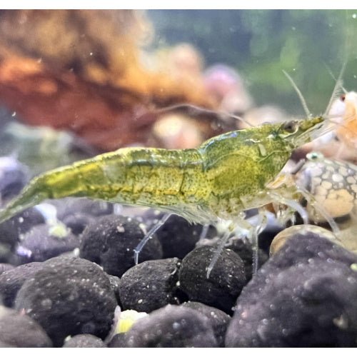 SHRIMPS GREEN JADE - FISH HUT AQUA AND PET SUPPLIES - #location#