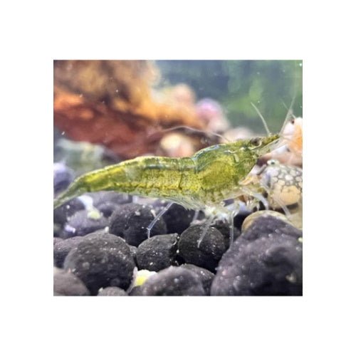 SHRIMPS GREEN JADE - FISH HUT AQUA AND PET SUPPLIES - #location# Main image