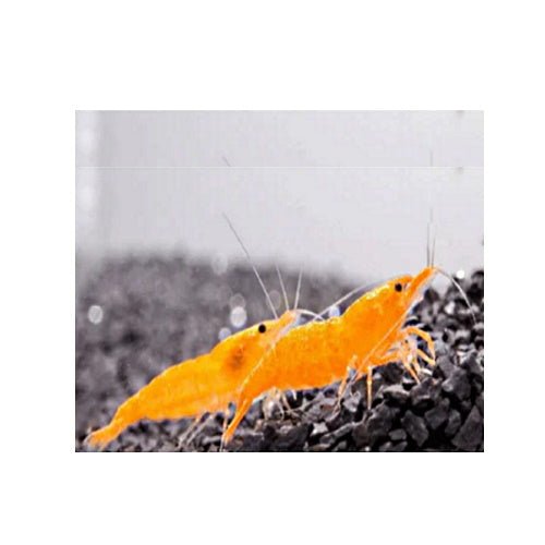 SHRIMPS YELLOW CHERRY - FISH HUT AQUA AND PET SUPPLIES - #location# Main image