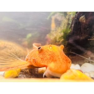 Super Red Bristlenose Pleco - FISH HUT AQUA AND PET SUPPLIES - #location#