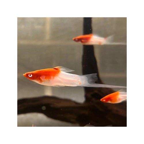 SWORDTAIL KOHAKU - FISH HUT AQUA AND PET SUPPLIES - #location#