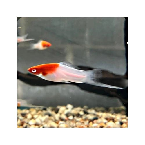 SWORDTAIL KOHAKU - FISH HUT AQUA AND PET SUPPLIES - #location# Main image