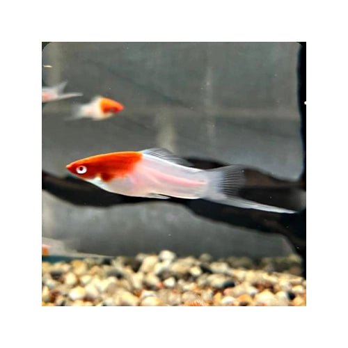 SWORDTAIL KOHAKU - FISH HUT AQUA AND PET SUPPLIES - #location#