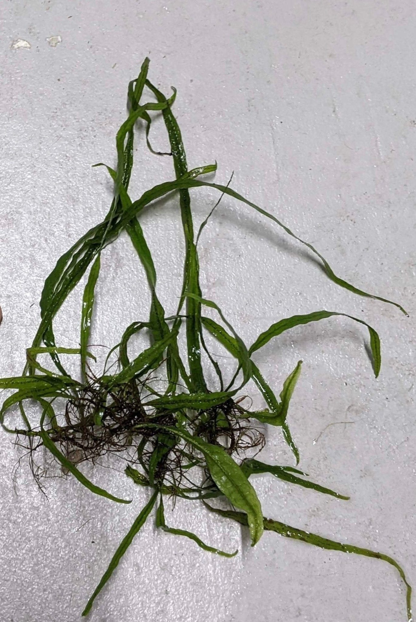 Trident Java Fern - FISH HUT AQUA AND PET SUPPLIES - #location# Main image