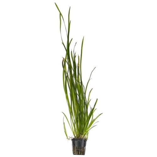 Vallisneria - Thin - FISH HUT AQUA AND PET SUPPLIES - #location#