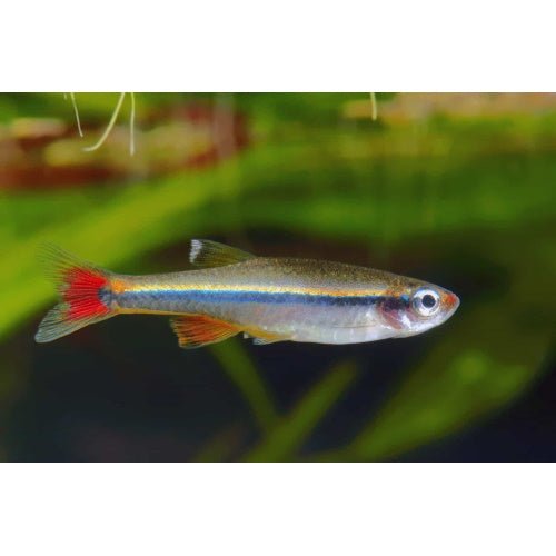 WHITE CLOUD MINNOWS - FISH HUT AQUA AND PET SUPPLIES - #location#