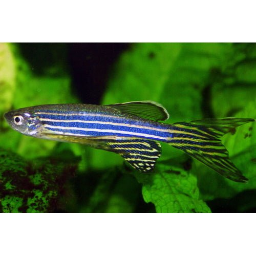 Zebra Danios - FISH HUT AQUA AND PET SUPPLIES - #location#